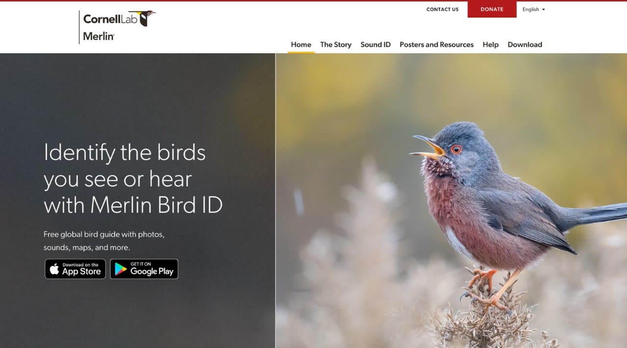 Merlin Bird ID